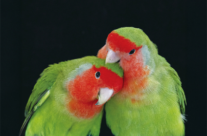 The bright plumage of the parrot is one of its most distinctive features, and until recently how their unique red colouring was produced was a mystery. Using cutting-edge technology, biologists have now solved this centuries-old puzzle.